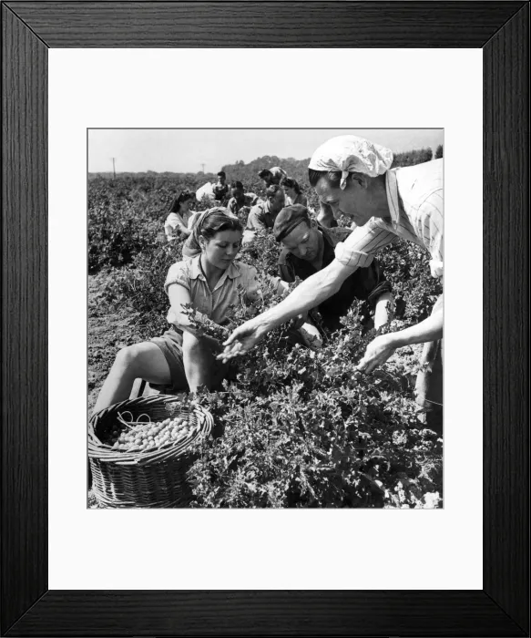Framed Print : The pick of the holidays: Men and women volunteer farm workers at the Herne, Kent Framed Print : The pick of the holidays: Men and women volunteer farm workers at the Herne, Kent
