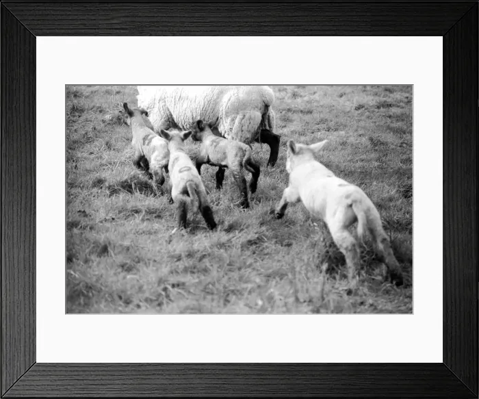 Framed Print : Spring lambs in Kent. January 1975 75-00492-004 Framed Print : Spring lambs in Kent. January 1975 75-00492-004