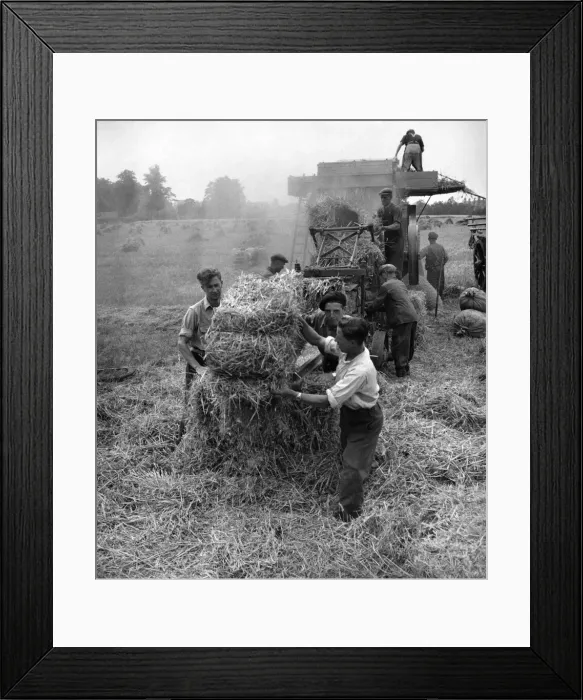 Framed Print : Our Daily Bread Their Daily Care. Once farm-work was spurned by the young boys who left Framed Print : Our Daily Bread Their Daily Care. Once farm-work was spurned by the young boys who left