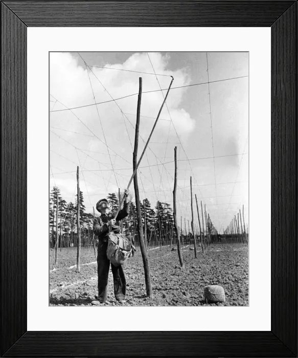 Framed Print : Bringing The hop wires in the Kent hopfields. 1953 P04545 Framed Print : Bringing The hop wires in the Kent hopfields. 1953 P04545