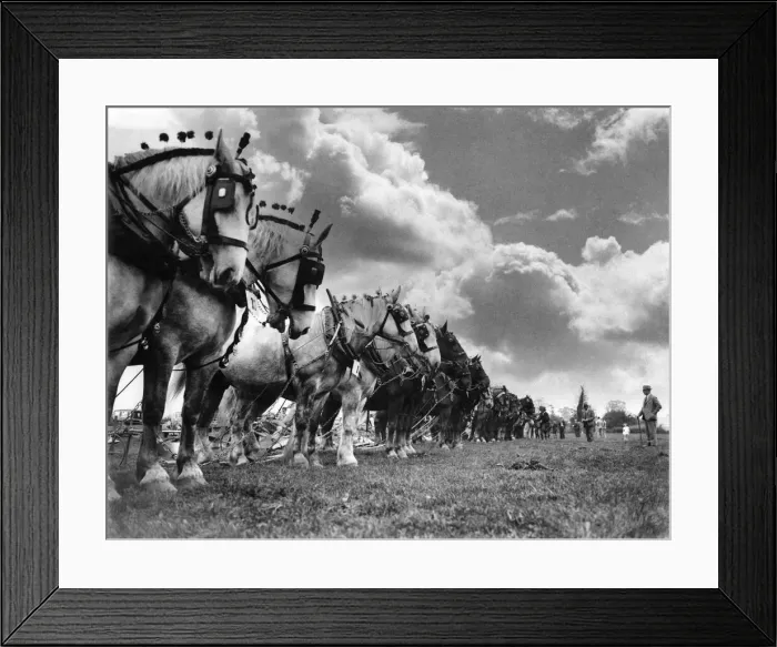 Framed Print : Diss and District ploughing annual match. After the ploughing horses lined up for judges Framed Print : Diss and District ploughing annual match. After the ploughing horses lined up for judges