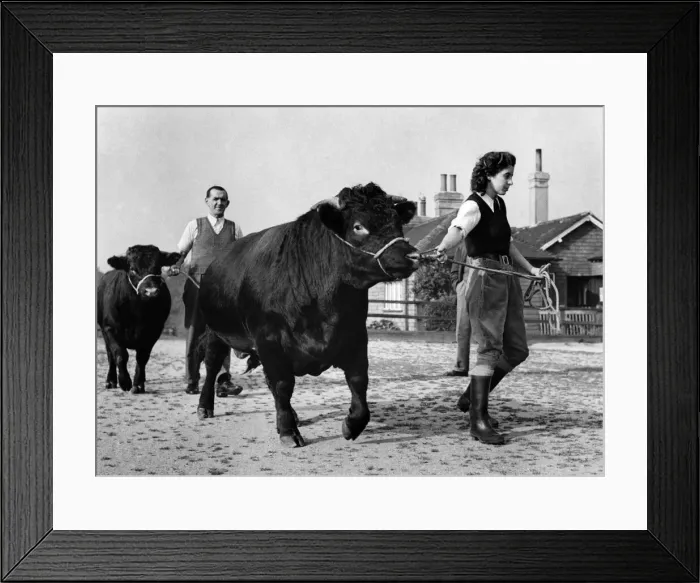 Framed Print : Landgirls often helped when labour was short, and this picture shows a young bull out for Framed Print : Landgirls often helped when labour was short, and this picture shows a young bull out for