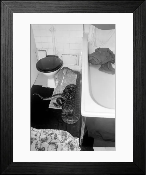 Framed Print : Snakes escape. January 1975 75-00467