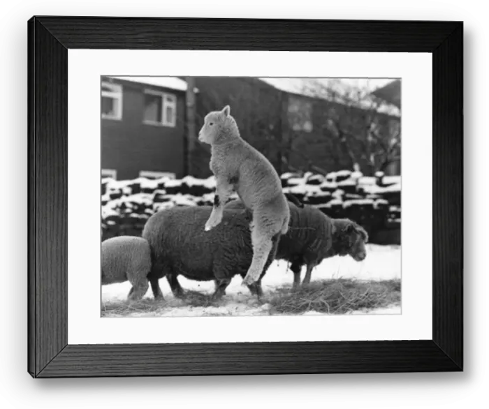 Framed Print : Spring Lambs: Spring is sprung in the fields-thats what these frisky lambs are Framed Print : Spring Lambs: Spring is sprung in the fields-thats what these frisky lambs are