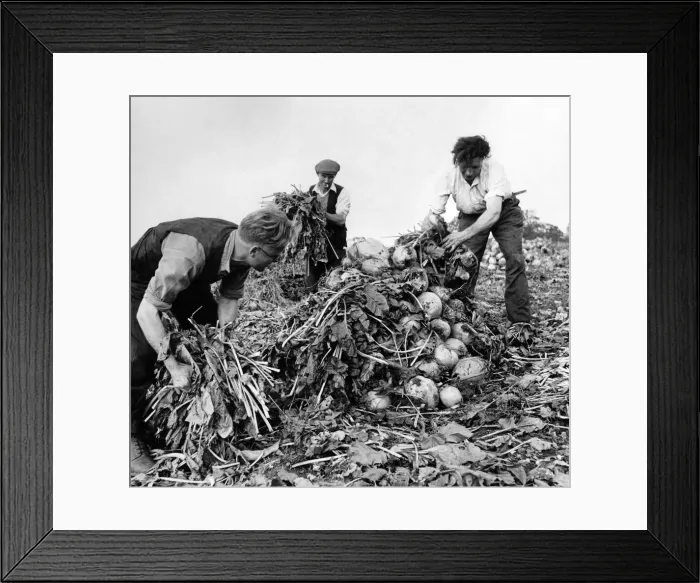 Framed Print : During the war most of the feed came off the land. Turnips Framed Print : During the war most of the feed came off the land. Turnips