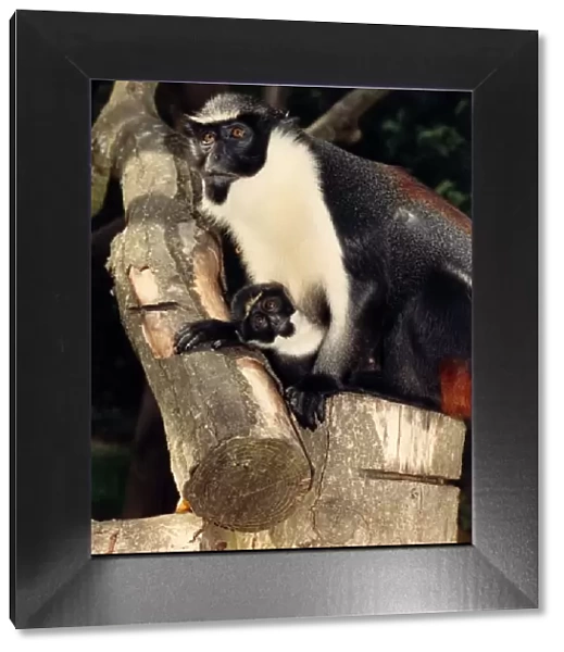 Baby Bilbo is one of Port Lympne Zoo Parks Diana Monkeys. Born on 5th May 88