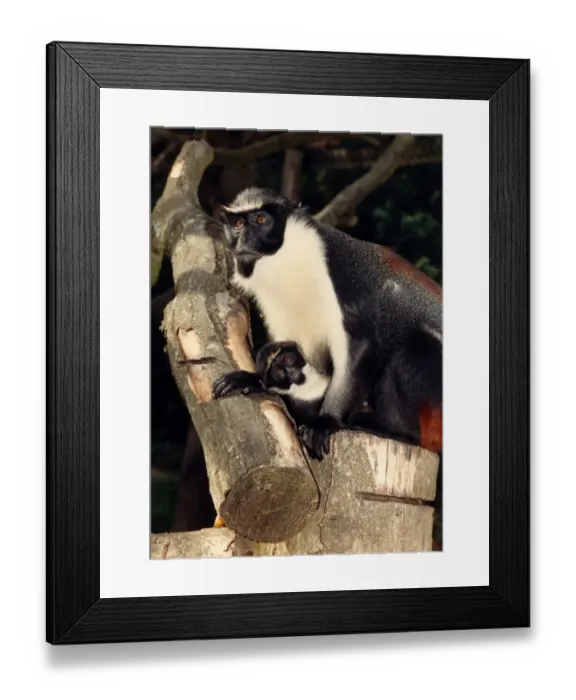 Framed Print : Baby Bilbo is one of Port Lympne Zoo Parks Diana Monkeys. Born on 5th May 88