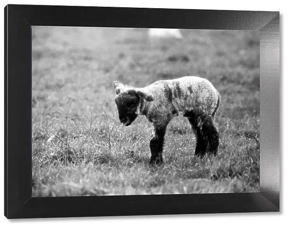 Spring lambs in Kent. January 1975 75-00492-014