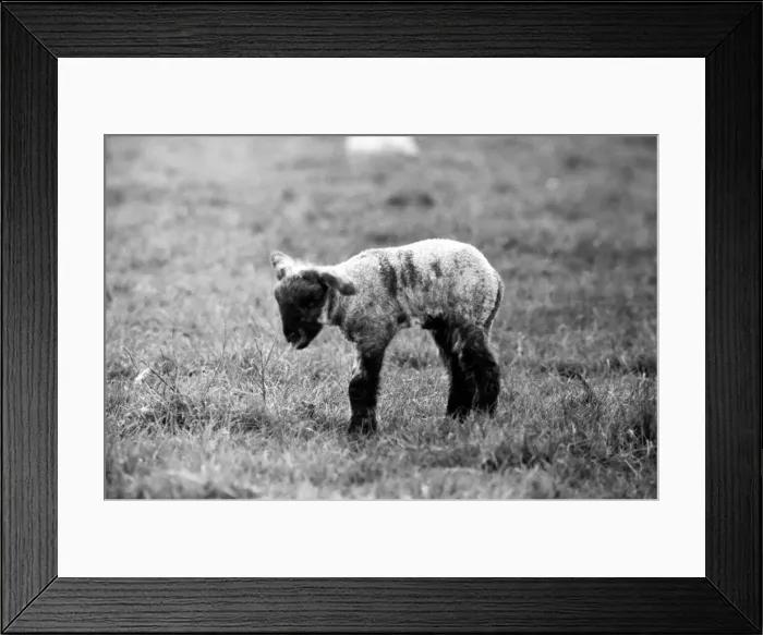 Framed Print : Spring lambs in Kent. January 1975 75-00492-014 Framed Print : Spring lambs in Kent. January 1975 75-00492-014