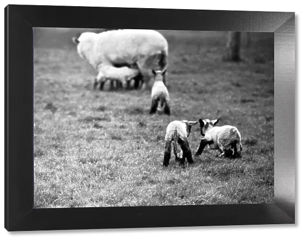 Spring lambs in Kent. January 1975 75-00492-009