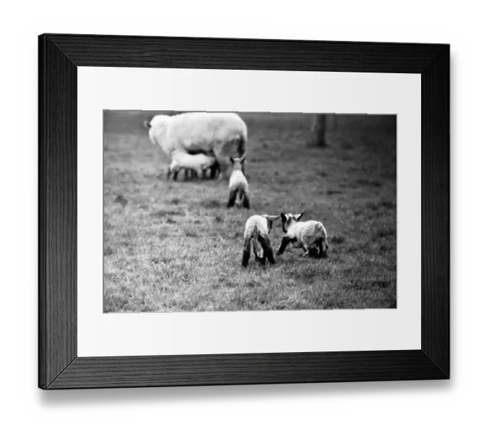 Framed Print : Spring lambs in Kent. January 1975 75-00492-009 Framed Print : Spring lambs in Kent. January 1975 75-00492-009