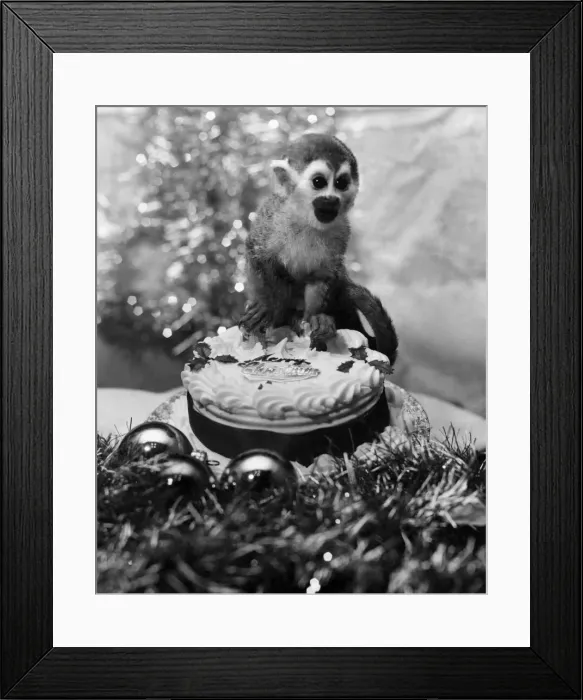 Framed Print : Animals-Monkey: PIP the monkey looked like having a very bleak Christmas hounded out of Framed Print : Animals-Monkey: PIP the monkey looked like having a very bleak Christmas hounded out of