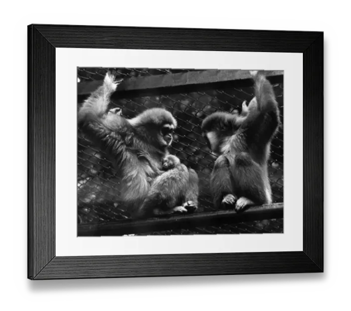 Framed Print : Swinging Star Attraction: The big hit at the London Zoo just now is in the Gibbon Framed Print : Swinging Star Attraction: The big hit at the London Zoo just now is in the Gibbon