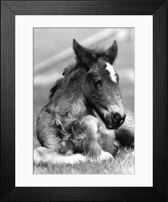 Framed Print : Spring is in the air e and at Wessex Shire Park, near Salisbury Framed Print : Spring is in the air e and at Wessex Shire Park, near Salisbury