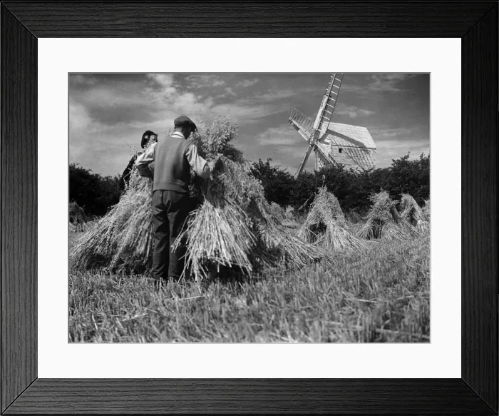 Framed Print : Farming Harvest. Harvest scene at Keymer, near Brighton. P004475