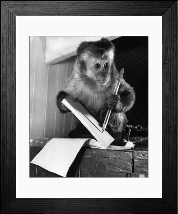 Framed Print : Animal care-Unusual pets. It is quite fair to keep pets like this monkey if you have Framed Print : Animal care-Unusual pets. It is quite fair to keep pets like this monkey if you have