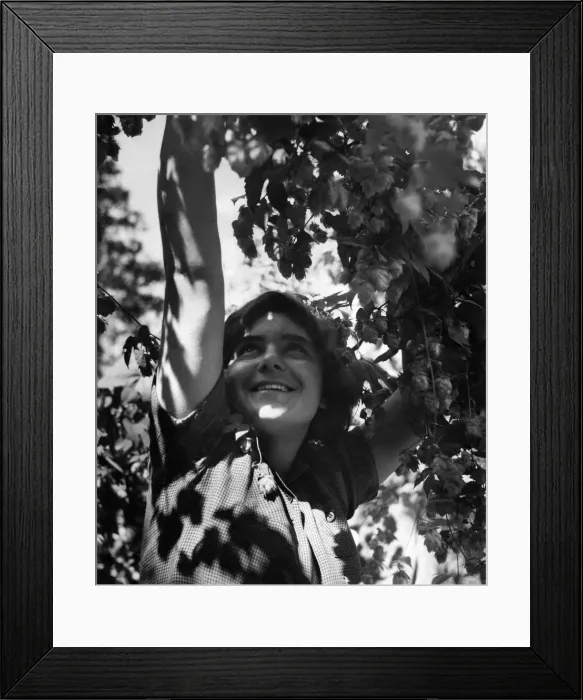 Framed Print : Hops and Apple picking has restarted in Kent the garden of England Framed Print : Hops and Apple picking has restarted in Kent the garden of England