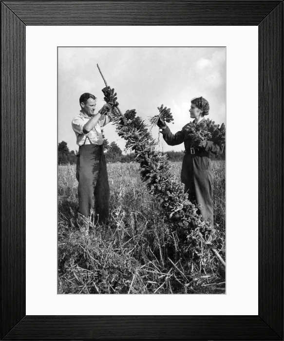 Framed Print : Teazels being harvested at Fivehead N. Somerset. Teazels are used in the manufacture of Framed Print : Teazels being harvested at Fivehead N. Somerset. Teazels are used in the manufacture of