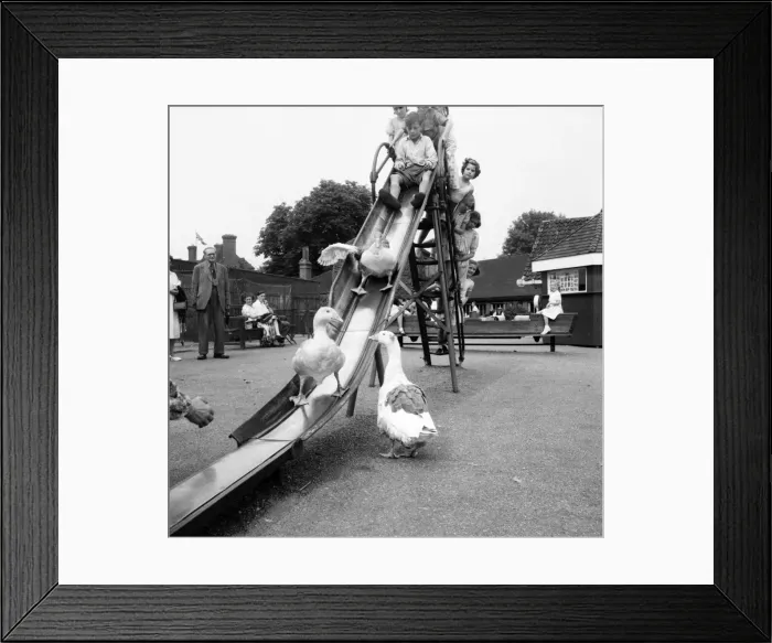 Framed Print : Geese playing on the slide at Chessington Zoo. July 1953 D3479 Framed Print : Geese playing on the slide at Chessington Zoo. July 1953 D3479