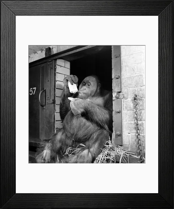 Framed Print : Orangutan seen here using make-up. March 1953 D1219-003 Framed Print : Orangutan seen here using make-up. March 1953 D1219-003