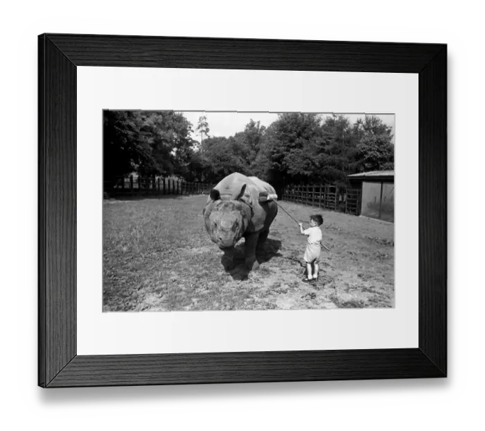 Framed Print : Don t give me the brush off! David Kingnastor cleans Rhino Mahar