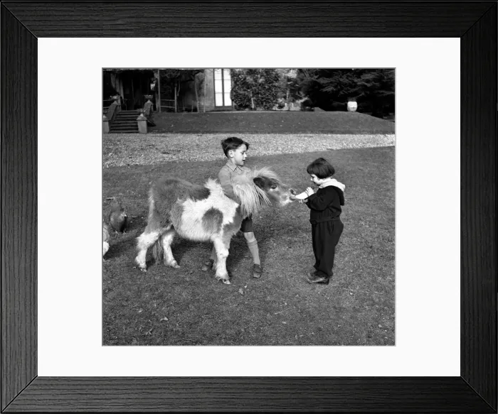 Framed Print : Sally and George Stephanson with Rosetta the miniature pony. March 1953 D1098 Framed Print : Sally and George Stephanson with Rosetta the miniature pony. March 1953 D1098