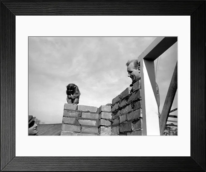 Framed Print : Indian Monkey watches a brickie lay down a course of bricks. Chessington Zoo Framed Print : Indian Monkey watches a brickie lay down a course of bricks. Chessington Zoo