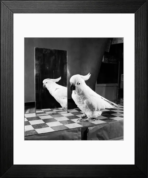 Framed Print : Parrot andthe mirror. Feburary 1953 D795-003 Framed Print : Parrot andthe mirror. Feburary 1953 D795-003