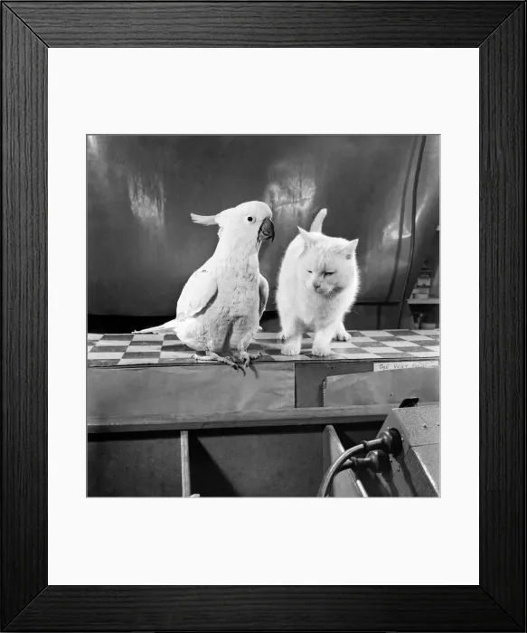 Framed Print : Parrot and cat. Feburary 1953 D795 Framed Print : Parrot and cat. Feburary 1953 D795