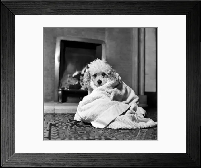 Framed Print : Bath night for Tommy'the miniature poodle is something of an endurance test Framed Print : Bath night for Tommy'the miniature poodle is something of an endurance test