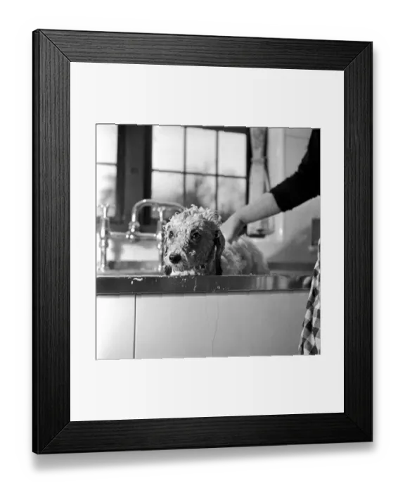 Framed Print : Bath night for Tommy'the miniature poodle is something of an endurance test Framed Print : Bath night for Tommy'the miniature poodle is something of an endurance test
