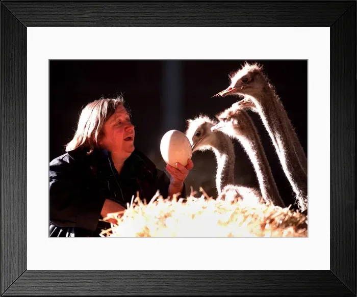 Framed Print : Clarissa Dickson-Wright with some of her Osriches holding egg Framed Print : Clarissa Dickson-Wright with some of her Osriches holding egg