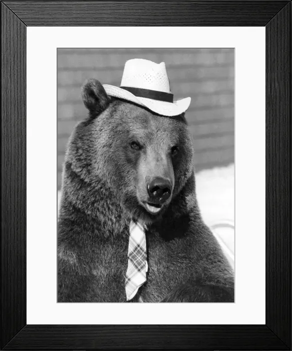 Framed Print : Animals - Bears. Looking sharp Hercules the bear. February 1982 P000552