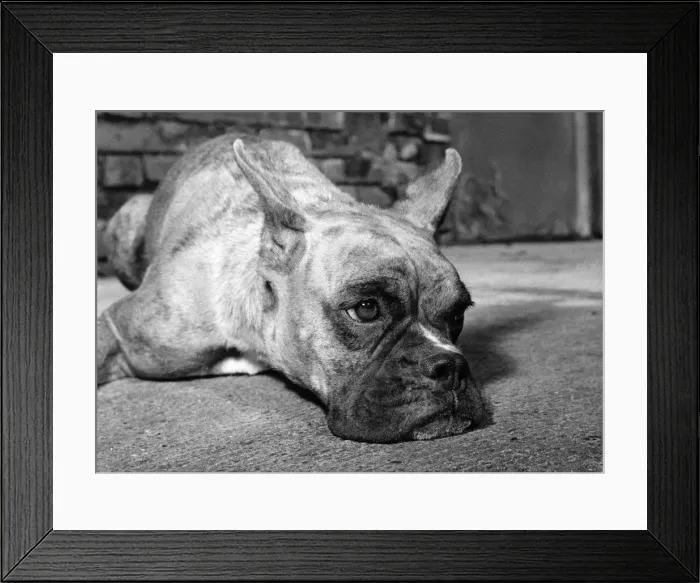 Framed Print : Animals - Dogs Boxer. Glum? I should just think I am
