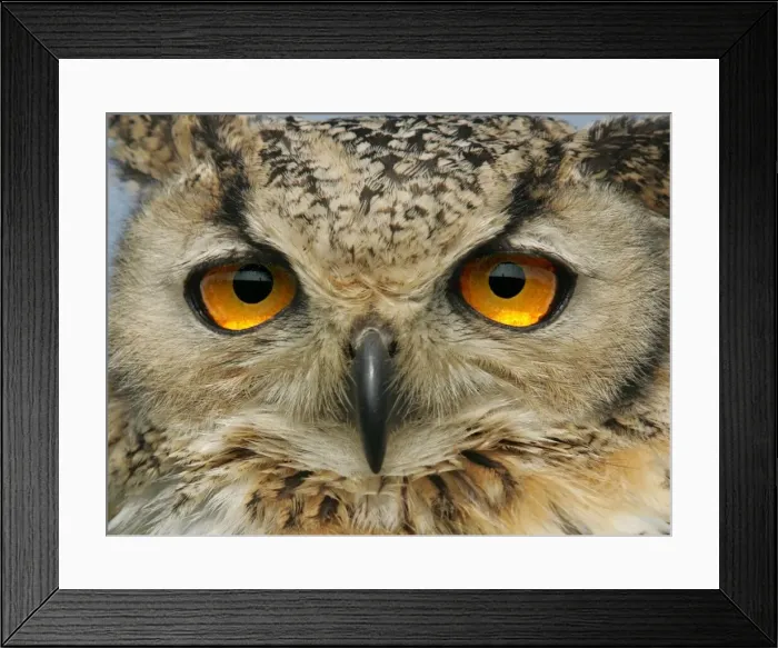 Framed Print : George the Indian Eagle Owl Framed Print : George the Indian Eagle Owl