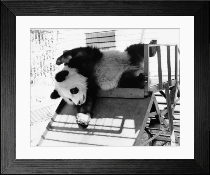 Framed Print : Animals - Bears - Panda. Li Lis cub Lantian romps around in her enclosure Framed Print : Animals - Bears - Panda. Li Lis cub Lantian romps around in her enclosure