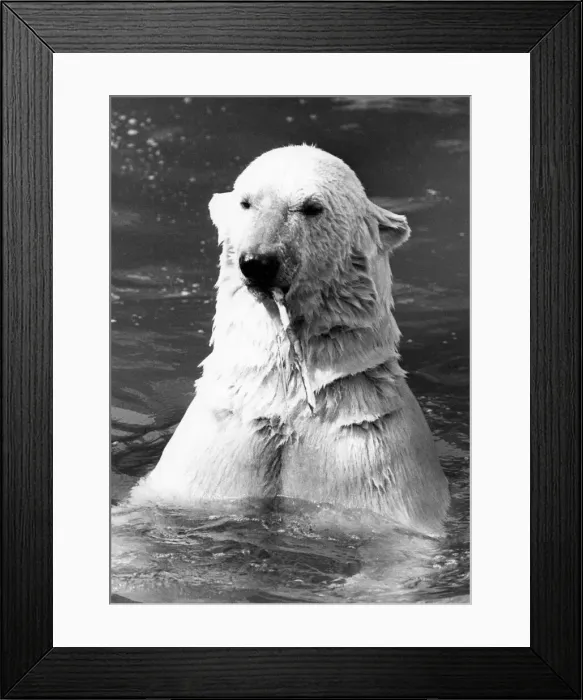 Framed Print : Animals - Bears - Polar. Now you see him... Nanook. April 1983 P000441 Framed Print : Animals - Bears - Polar. Now you see him... Nanook. April 1983 P000441