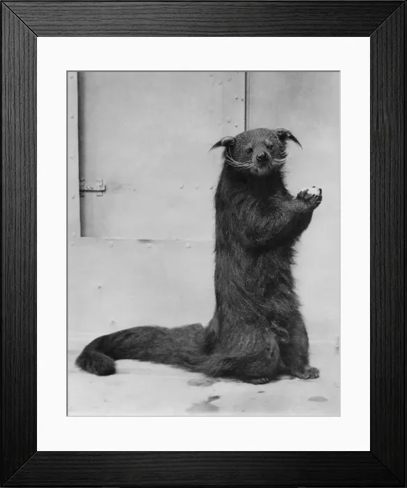 Framed Print : Animals - Binturong. July 1934 P000387 Framed Print : Animals - Binturong. July 1934 P000387