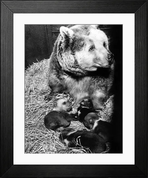 Framed Print : Nine Brown Bear cubs were born to three mothers at Whipsnade Zoo in January and today Framed Print : Nine Brown Bear cubs were born to three mothers at Whipsnade Zoo in January and today