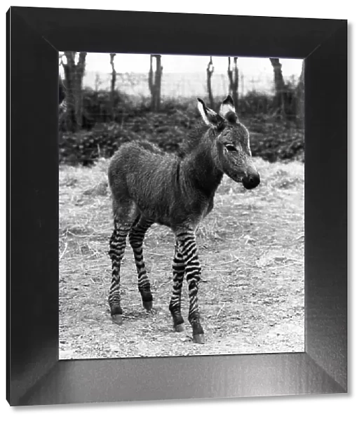 The 'Zedonk'- Mother a donkey, father a zebra