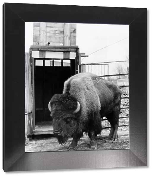 Animals. Shaggy the bison. March 1979 P000609