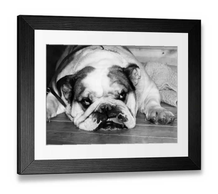 Framed Print : Animals - Dogs - Bulldogs. Boundless energy. quivering in every sinew