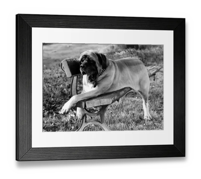 Framed Print : Animals Dogs Great Dane. November 1968 P000574 Framed Print : Animals Dogs Great Dane. November 1968 P000574