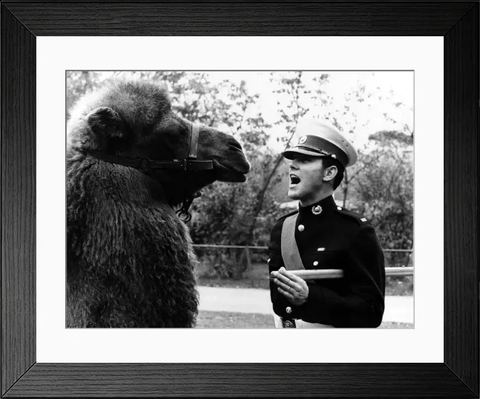 Framed Print : Animals - This Camel stood quietly as Sergeant Den Mortimer barked his orders