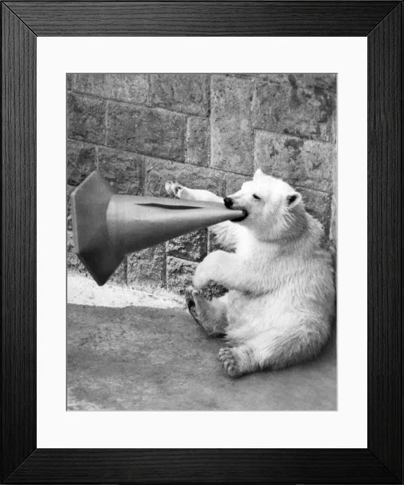 Framed Print : Animals - Bears - Polar. Its almost good enough to eat. August 1982 P000366