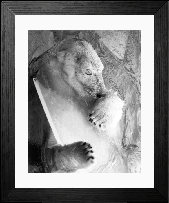 Framed Print : Animals - Bears - Polar. Sabrina the polar bear gets cold comfort from a chunk of ice Framed Print : Animals - Bears - Polar. Sabrina the polar bear gets cold comfort from a chunk of ice