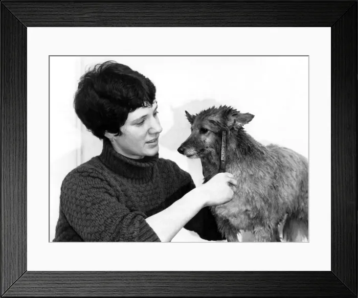 Framed Print : Animals - Dogs Cathy undergoes the transformation. March 1983 P000613 Framed Print : Animals - Dogs Cathy undergoes the transformation. March 1983 P000613