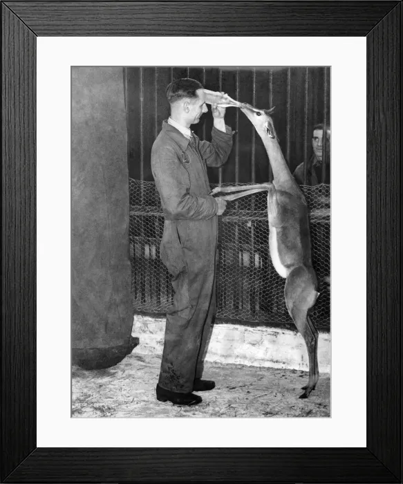 Framed Print : Animals : Gerenuk (the Gazelle being fed at Bellevue Zoo. October 1948 P000377 Framed Print : Animals : Gerenuk (the Gazelle being fed at Bellevue Zoo. October 1948 P000377