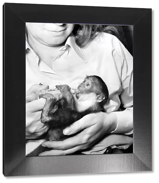 Animal: Cute. Galan the baby monkey. March 1975 75-01477