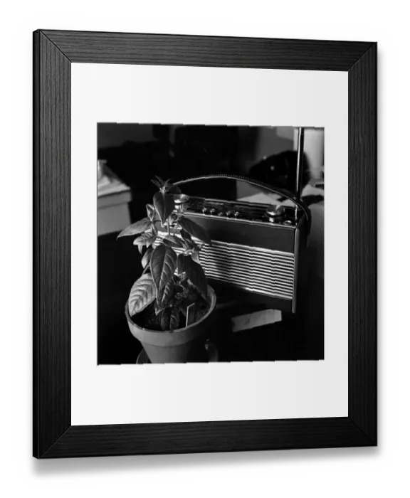 Framed Print : Unusual: Humour: Still Life: Radio and plant. March 1975 75-01581-002 Framed Print : Unusual: Humour: Still Life: Radio and plant. March 1975 75-01581-002